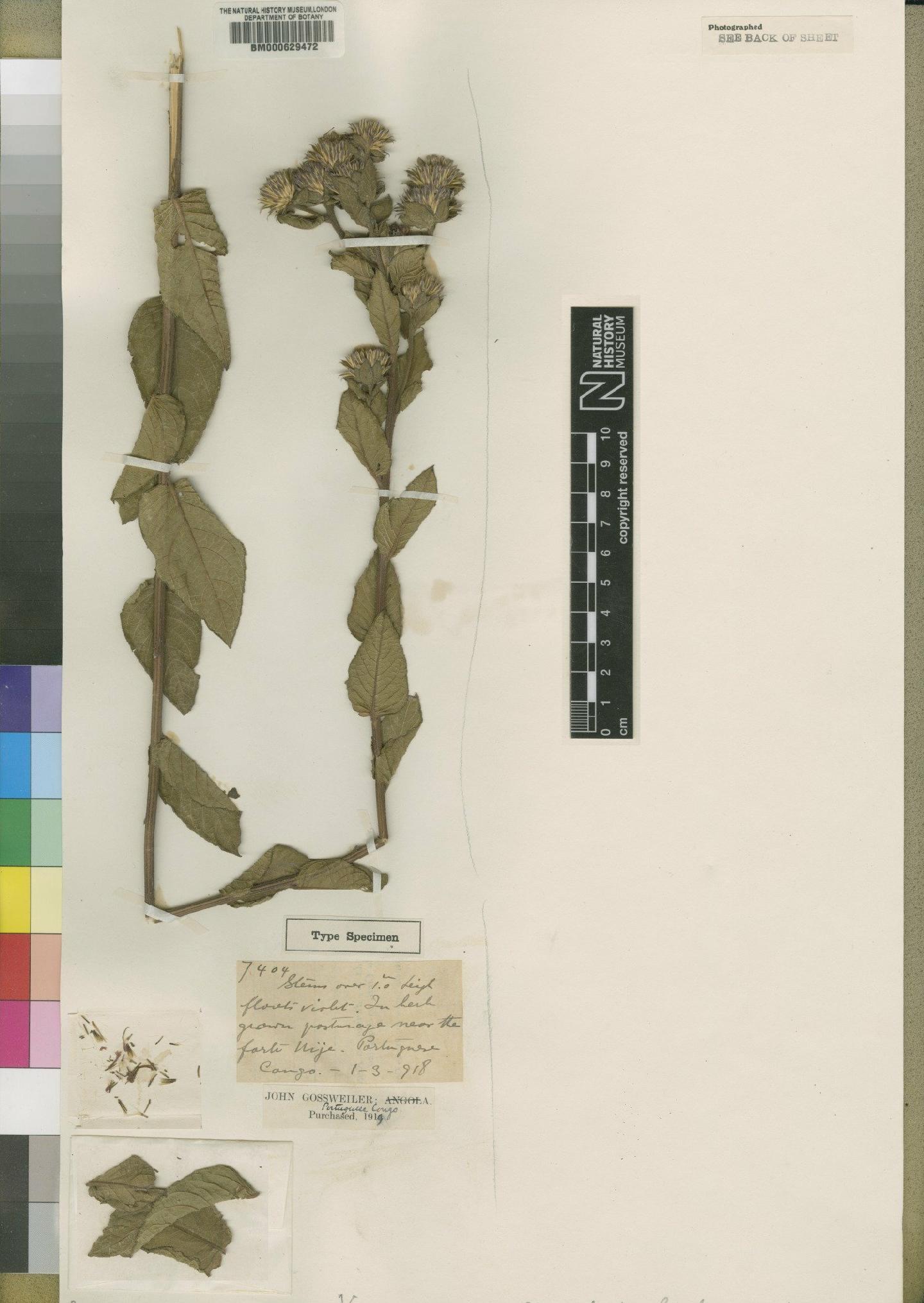 To NHMUK collection (Vernonia pascuosa Moore; Type; NHMUK:ecatalogue:4528614)