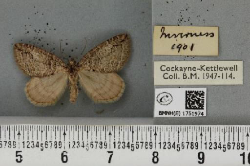 Hydriomena ruberata ab. grisescens Huene, 1906 - BMNHE_1751974_330628