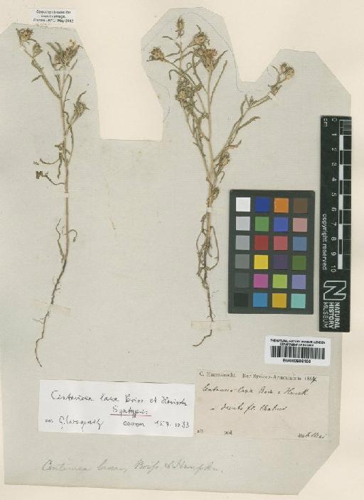 Centaurea laxa Hausskn - BM000906196