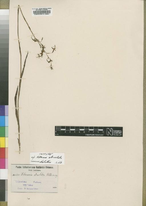 Habenaria genuflexa Rendle - BM000033815