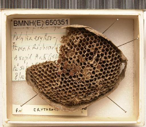 Polybia erythrothorax Richards, 1978 - Hymenoptera Nest BMNH(E) 650351