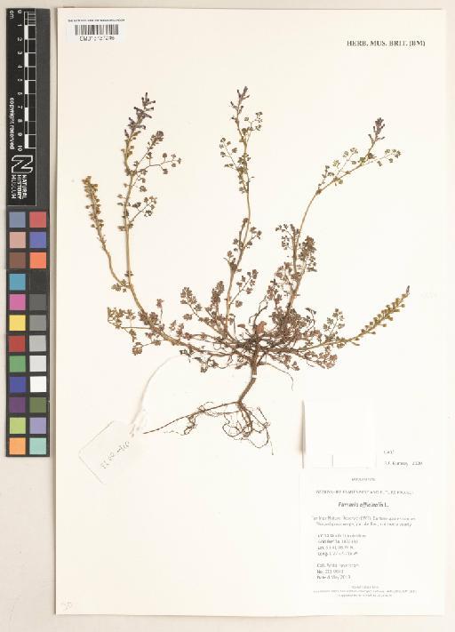 Fumaria officinalis L. - 013737246