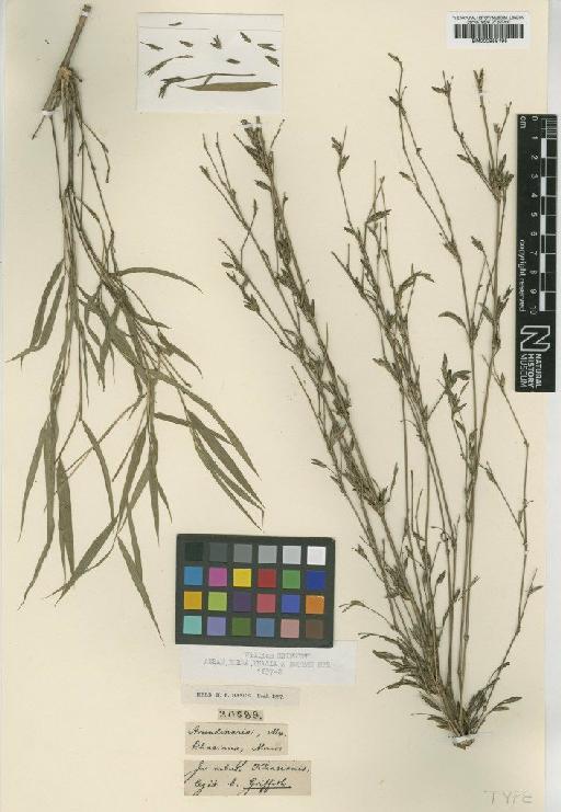 Sinarundinaria khasiana (Munro) Chew - BM000959195