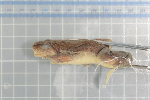 Allopaa hazarensis (Dubois and Khan, 1979) - Image of specimen 1978.795