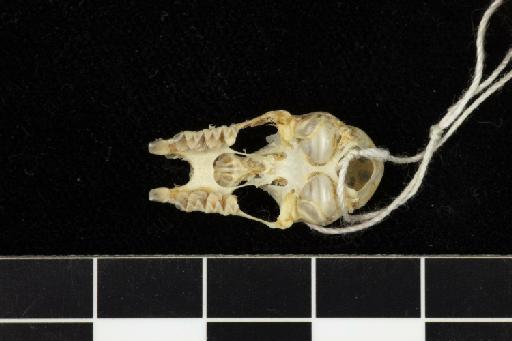 Rhinolophus arcuatus proconsulis Hill, 1959 - 1959_12-Rhinolophus_arcuatus_proconsulis-Holotype-Skull-occlusal