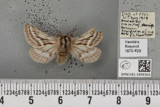 Lycia zonaria atlantica (Harrison, 1938) - BMNHE_1898369_491241