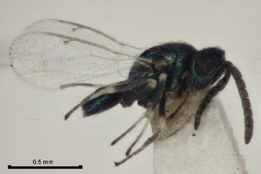 Epiclerus agromyzae (Risbec, 1951) - Epiclerus agromyzae BMNH953629 male habitus lateral syntype1 8 0x 01