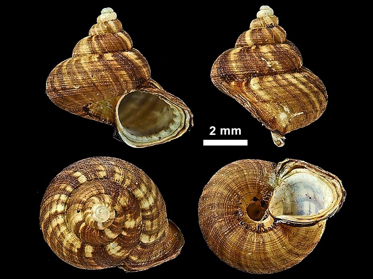 To NHMUK collection (Mychopoma limbiferum W. T. Blanford, 1869; LECTOTYPE & PARATYPE; NHMUK:ecatalogue:2764756)