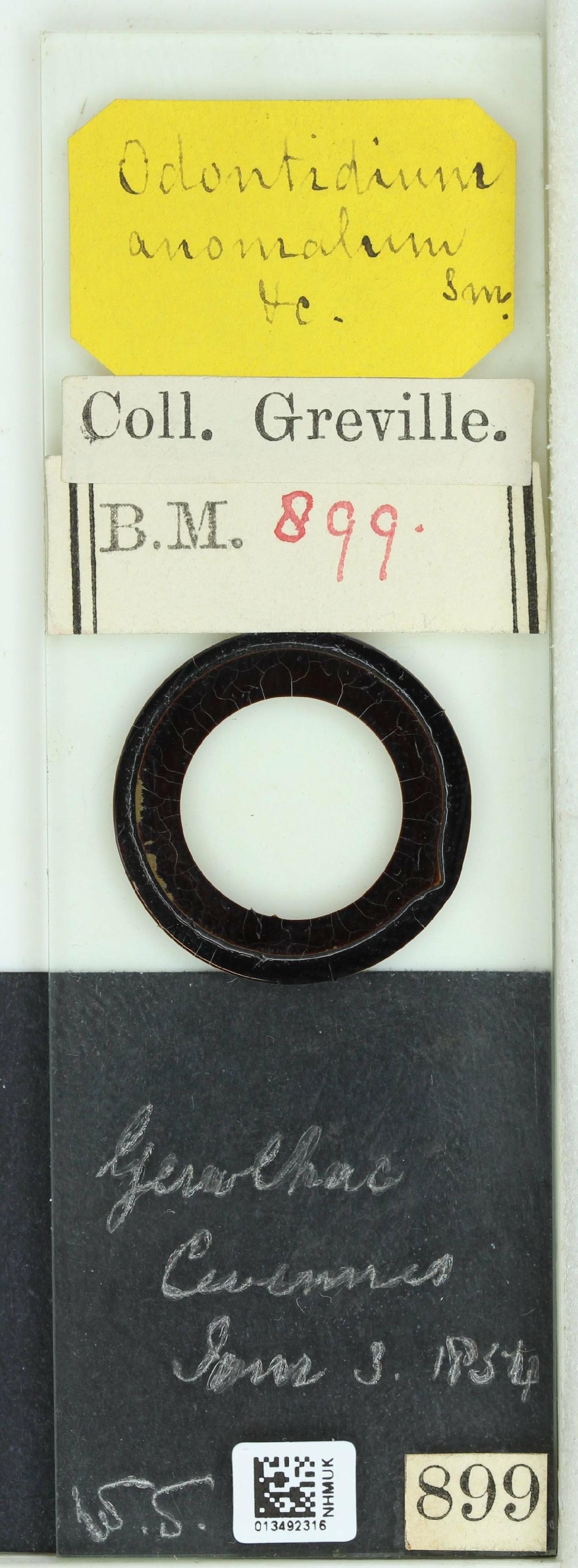 To NHMUK collection (Odontidium anomalum W.Sm.; Syntype; NHMUK:ecatalogue:4731190)