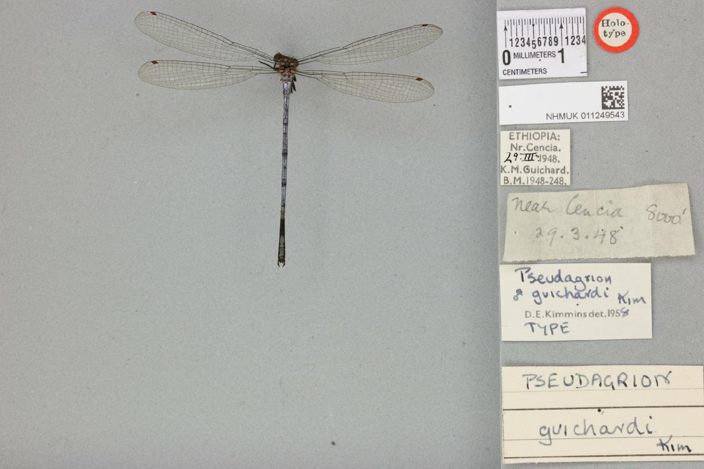 Pseudagrion guichardi thumbnail