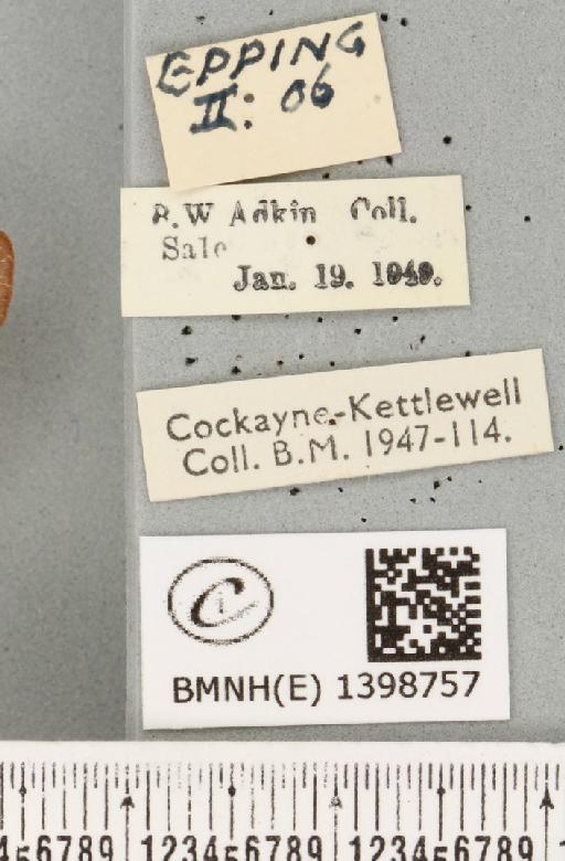 Eriogaster lanestris ab. deleta Cockayne, 1950 - BMNHE_1398757_label_191665