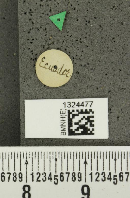 Isotes dimidiata (Baly, 1859) - BMNHE_1324477_label_21784