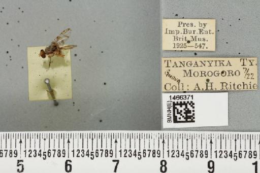 Ceratitis (Pterandrus) quilicii De Meyer et al., 2016 - BMNHE_1466371_26922