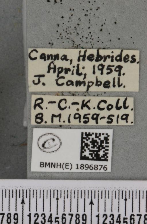 Lycia zonaria britannica (Harrison, 1912) - BMNHE_1896876_label_459810
