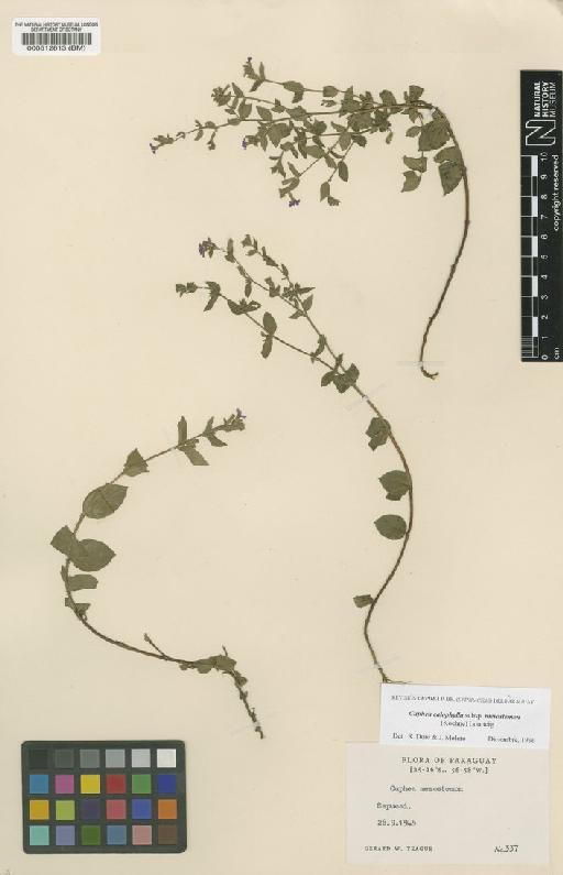 Cuphea calophylla subsp. mesostemom (Koehne) Lourteig - BM000512813