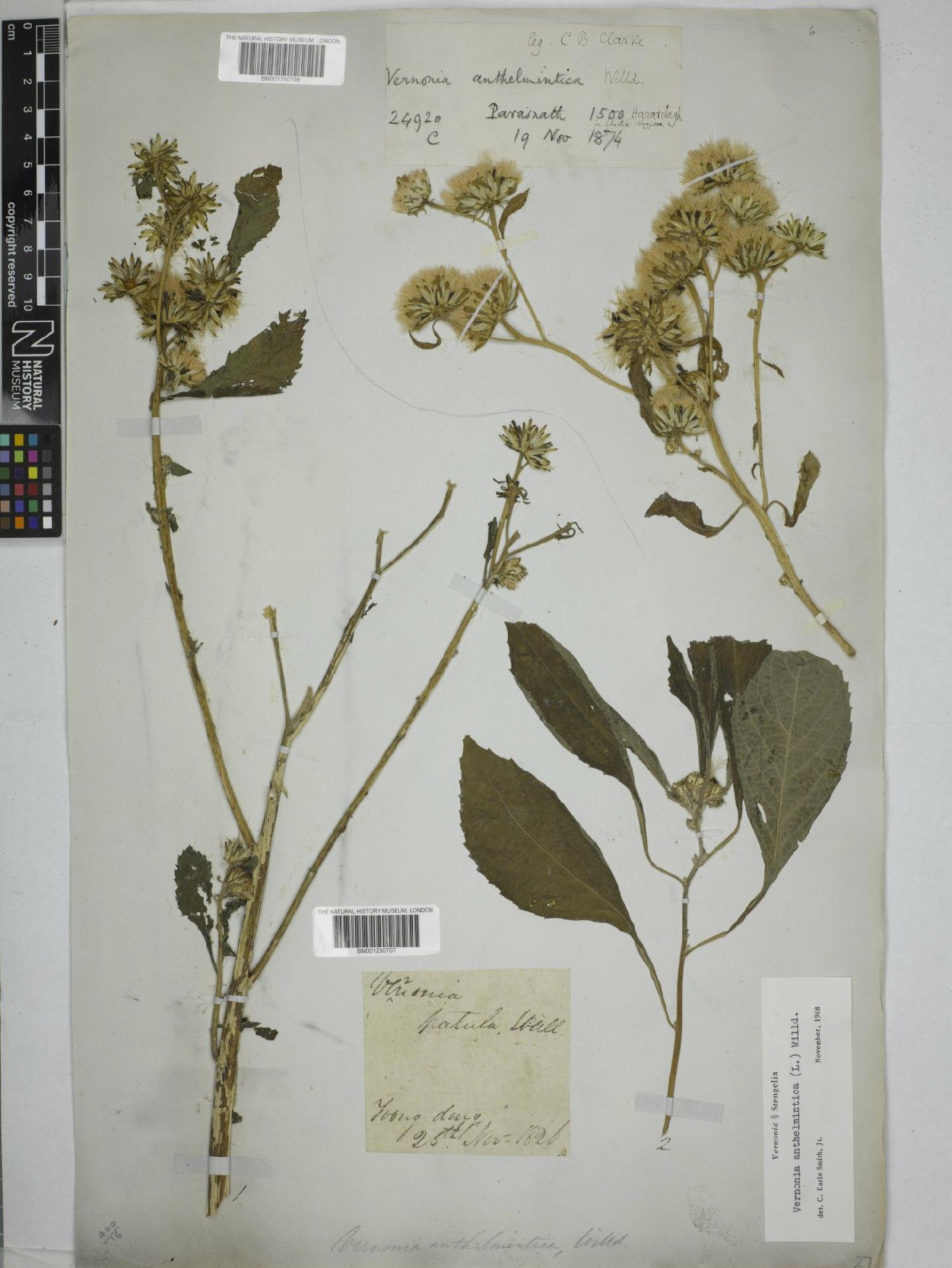 To NHMUK collection (Vernonia anthelmintica (L.) Willd.; NHMUK:ecatalogue:9150785)