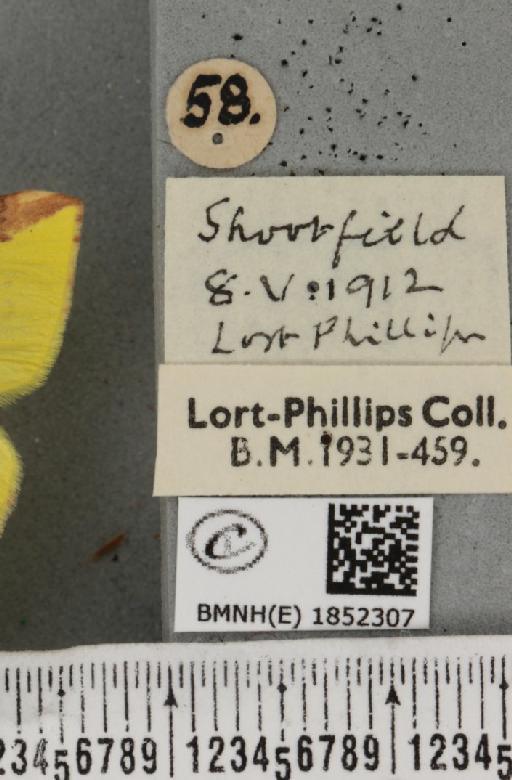 Opisthograptis luteolata (Linnaeus, 1758) - BMNHE_1852307_label_427694