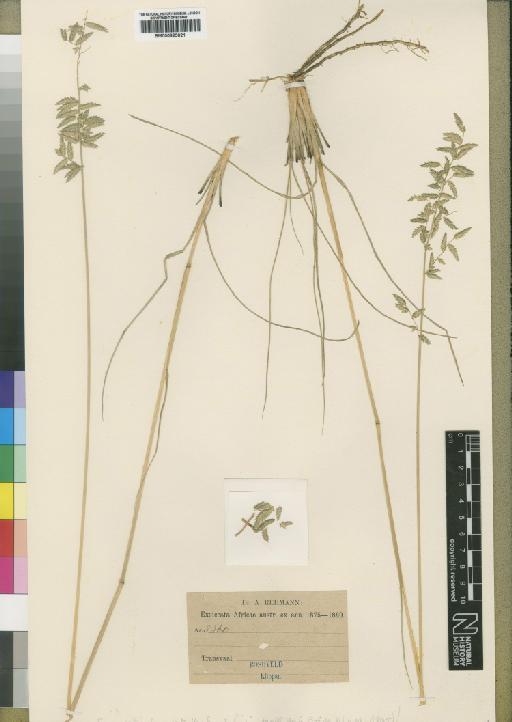 Eragrostis denudata Hack. ex Schinz - BM000923021