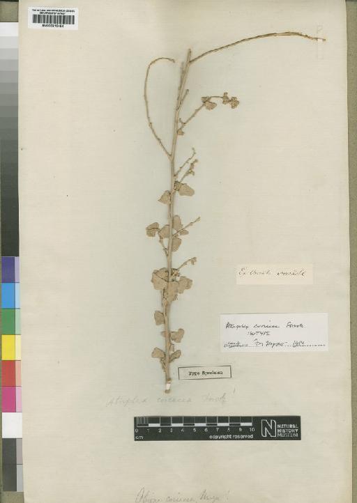 Atriplex coriacea Forssk. - BM000910464