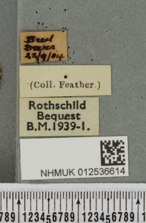 Polymixis lichenea ab. intermedia Siviter Smith, 1942 - NHMUK_012536614_label_645755
