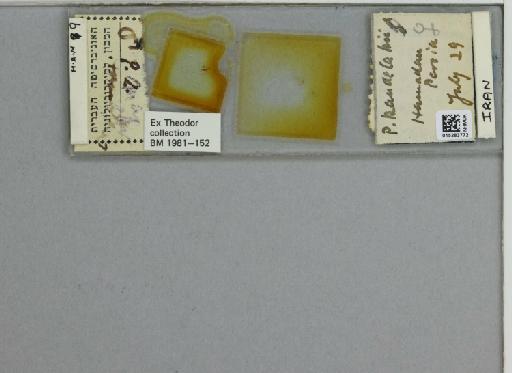 Phlebotomus (Larroussius) kandelakii kandelakii Shchurenkova - 015283772_811457_1329594_157750_NoStatus