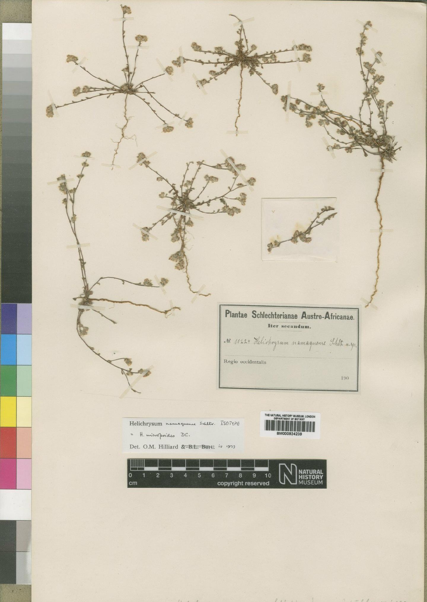 To NHMUK collection (Helichrysum micropoides DC.; Isotype; NHMUK:ecatalogue:4529267)