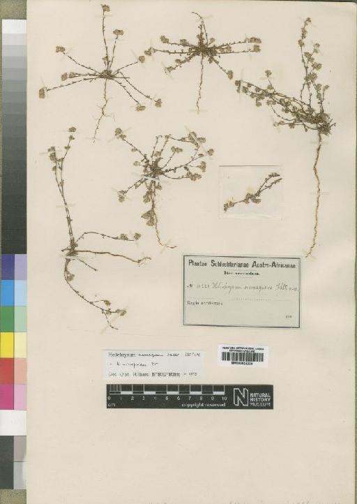 Helichrysum micropoides DC. - BM000924239