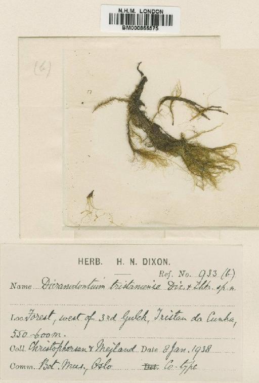 Dicranodontium tristaniense Dixon & Thér. - BM000866575