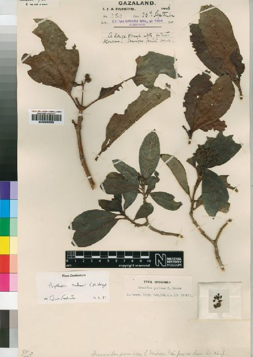 Psychotria megistosticta var. punicea (Moore) Petit - BM000903352