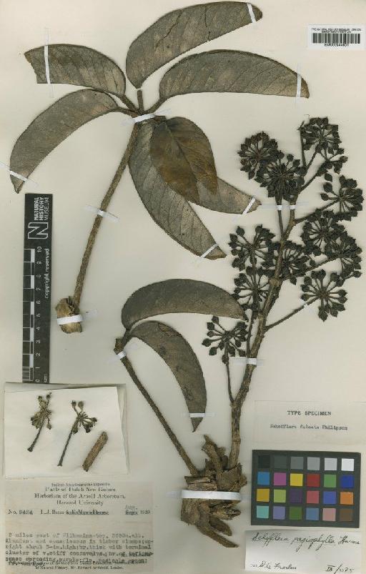 Schefflera pagiophylla Harms - BM000944801