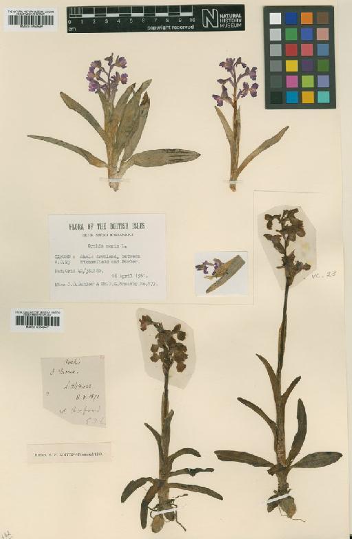 Anacamptis morio (L.) R.M.Bateman, Pridgeon & M.W.Chase - BM001054946.tif