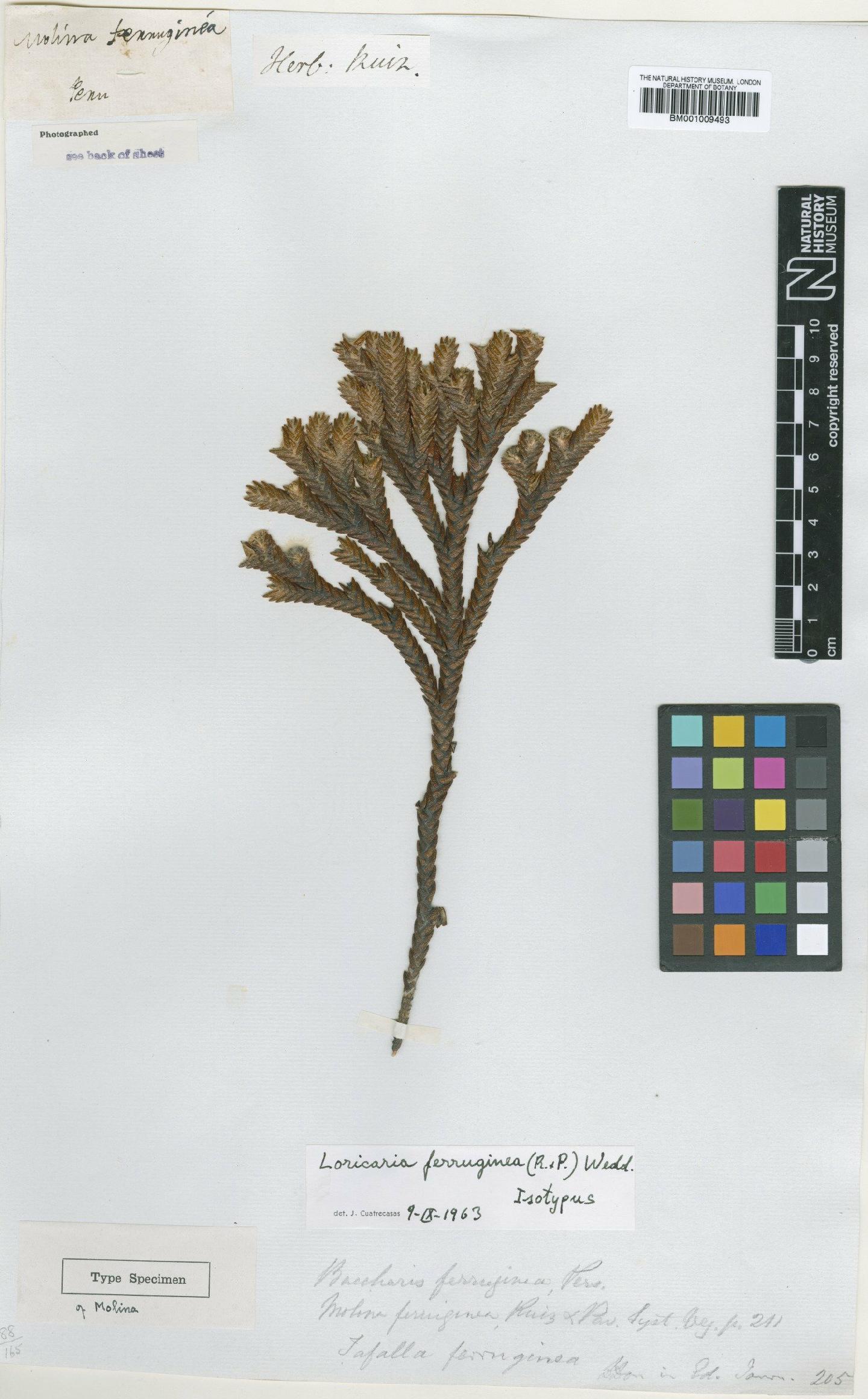 To NHMUK collection (Loricaria ferruginea (Ruiz & Pav.) Wedd.; Type; NHMUK:ecatalogue:611374)