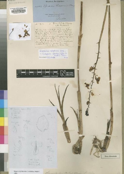 Eulophia speciosa (R.Br. ex Lindl.) Bolus - BM000525538