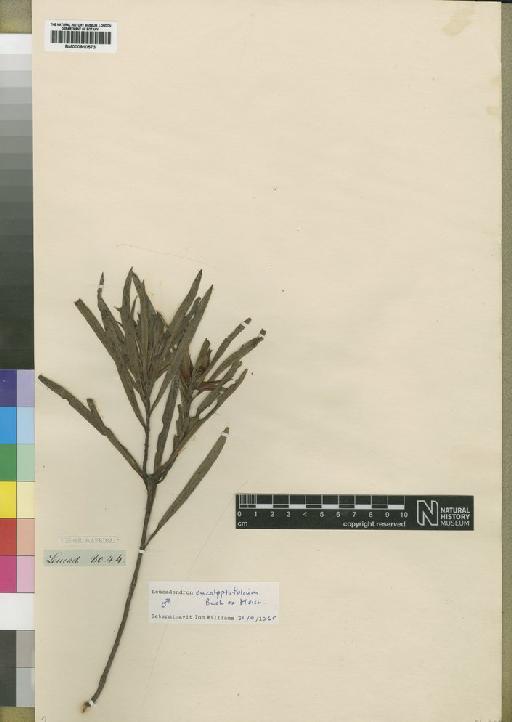 Leucadendron eucalyptifolium H.Buek ex Meisn. - BM000910573