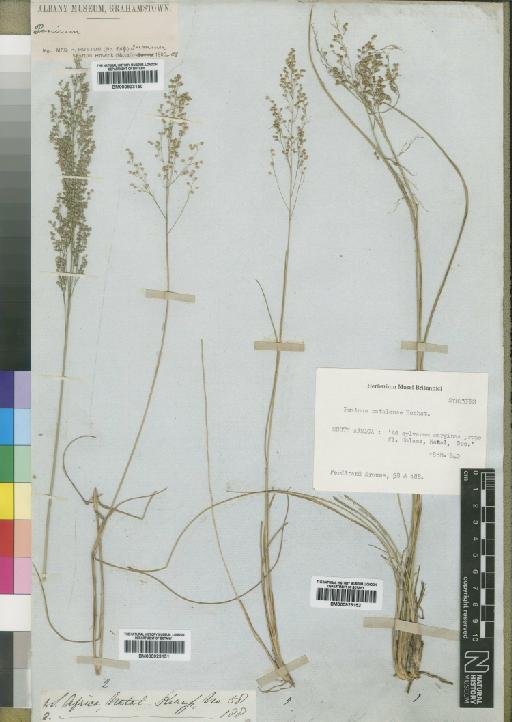 Panicum natalense Hochst. - BM000923151