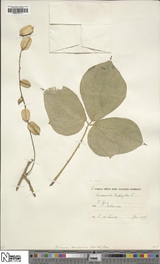 Dioscorea dumetorum (Kunth) Pax - BM001051641