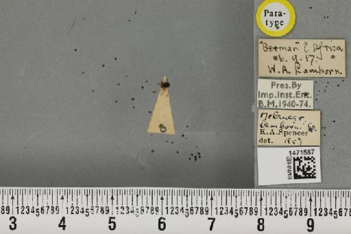 Melanagromyza solanidis Spencer, 1959 - BMNHE_1471587_46583