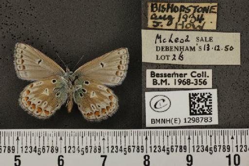 Polyommatus icarus icarus ab. antico-obsoleta Tutt, 1910 - BMNHE_1298783_149267