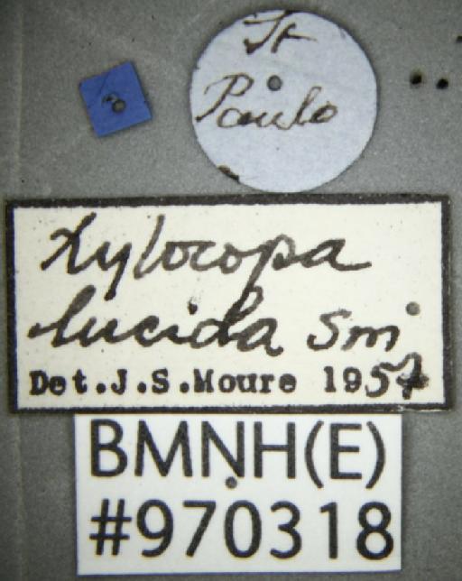 Xylocopa (Schonnherria) lucida Smith, F., 1874 - Xylocopa lucida BMNH(E)970318 type labels 1