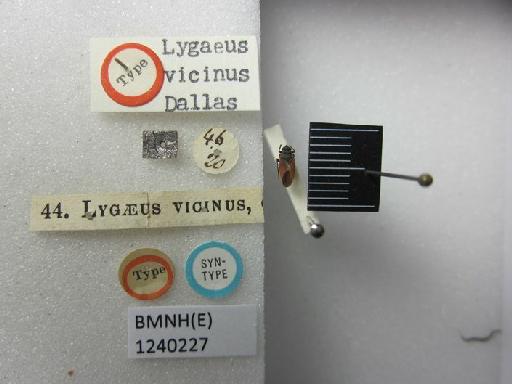 Lygaeus vicinus Dallas, 1852 - Lygaeus vicinus-BMNH(E)1240227-Syntype  dorsal & labels 2