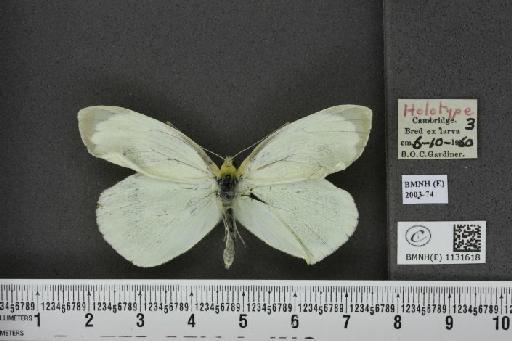 Pieris brassicae (Linnaeus, 1758) - BMNHE_1131618_97129