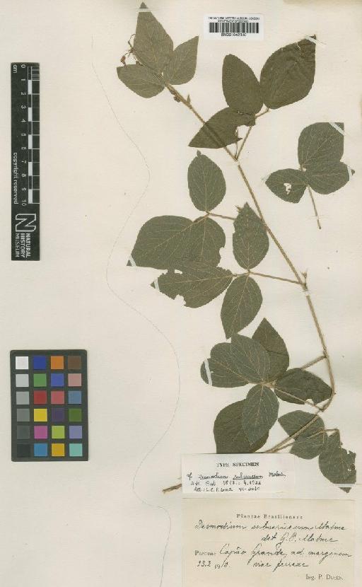 Desmodium subsericeum Malme - BM001042310