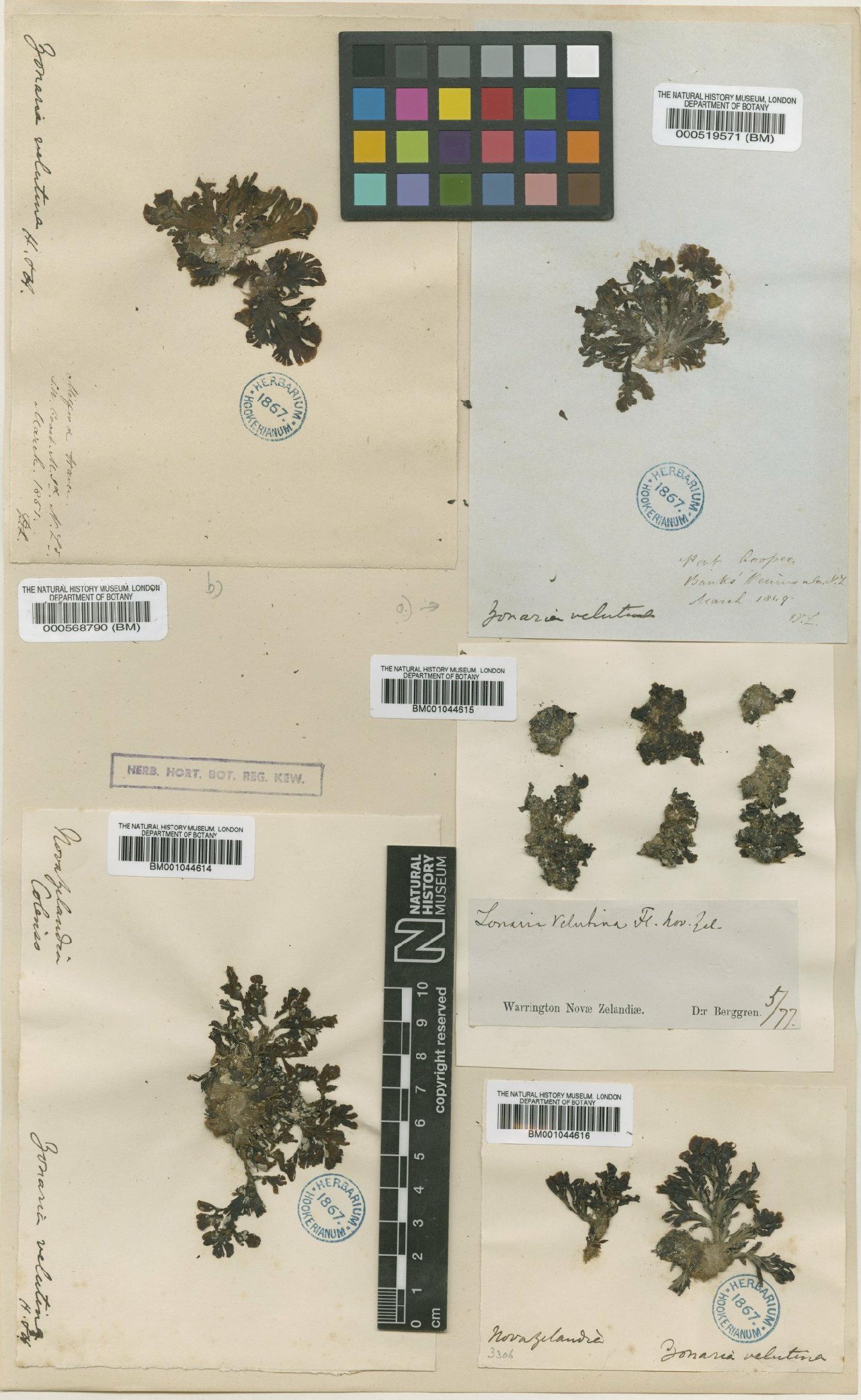 To NHMUK collection (Microzonia velutina (Harvey) Agardh; Type; NHMUK:ecatalogue:4723583)