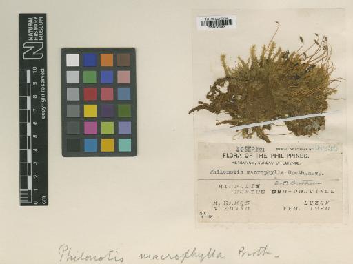 Fleischerobryum macrophyllum Broth. - BM001087304.tif