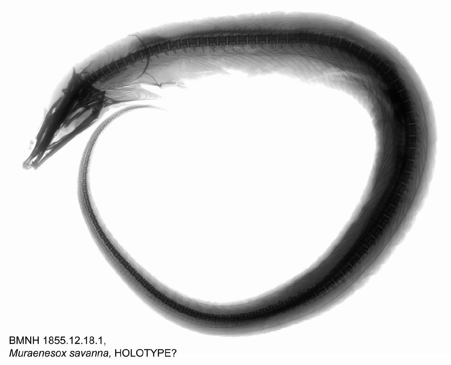 To NHMUK collection (Muraenesox savanna (Bancroft et al., 1831); HOLOTYPE; NHMUK:ecatalogue:2585411)