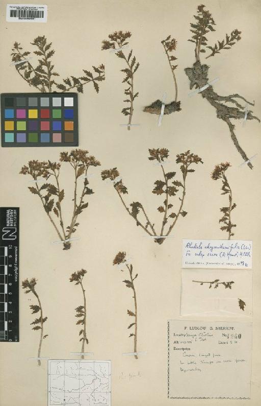 Sedum chrysanthemifolium H.Lév. - BM000946661