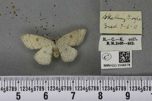 Cyclophora albipunctata ab. obsoletaria Lambillion, 1905 - BMNHE_1666878_274167