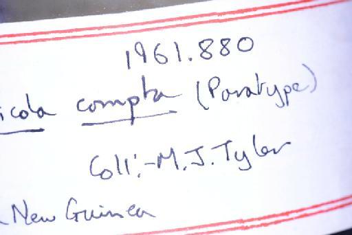 Callulops humicola compta (Zweifel, 1972) - Image of specimen 1961.880