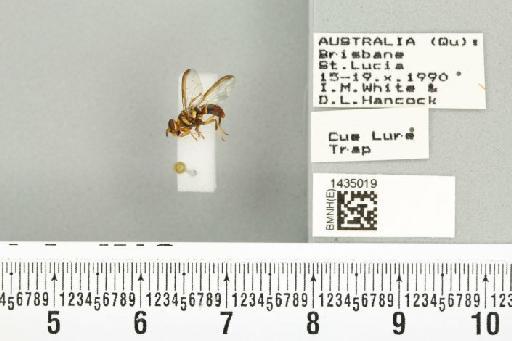 Bactrocera (Bactrocera) bryoniae (Tryon, 1927) - BMNHE_1435019_28428