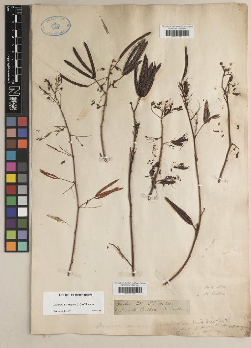 Desmanthus virgatus (L.) Willd. - BM001217981